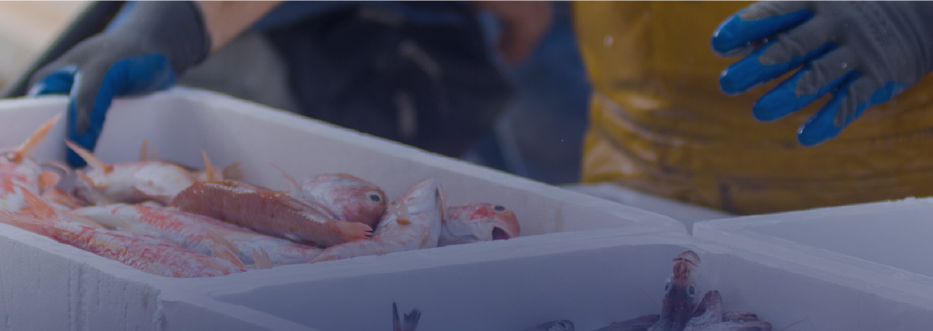 Valorizar el Pescado Mediterráneo Tradicional
